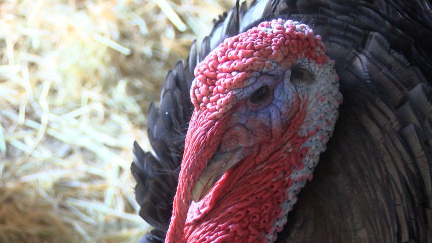 5PM PKG - HOMELESS TURKEY RESCUE.00_01_12_01.Still001