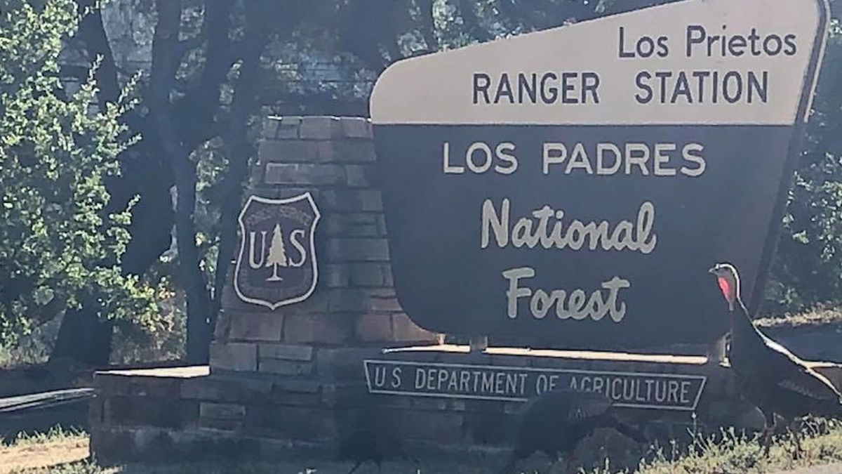 are dogs allowed in los padres national forest