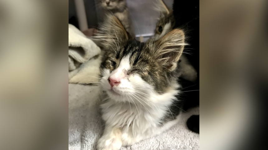 spca cat rescue prunedale