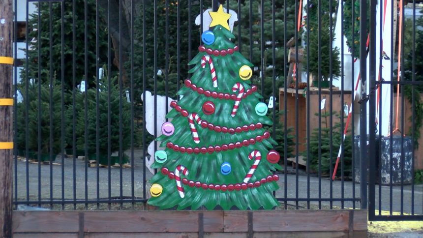 Christmas tree outside Cardinale & Wright