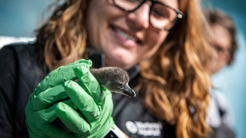 african penguin chicks monterey