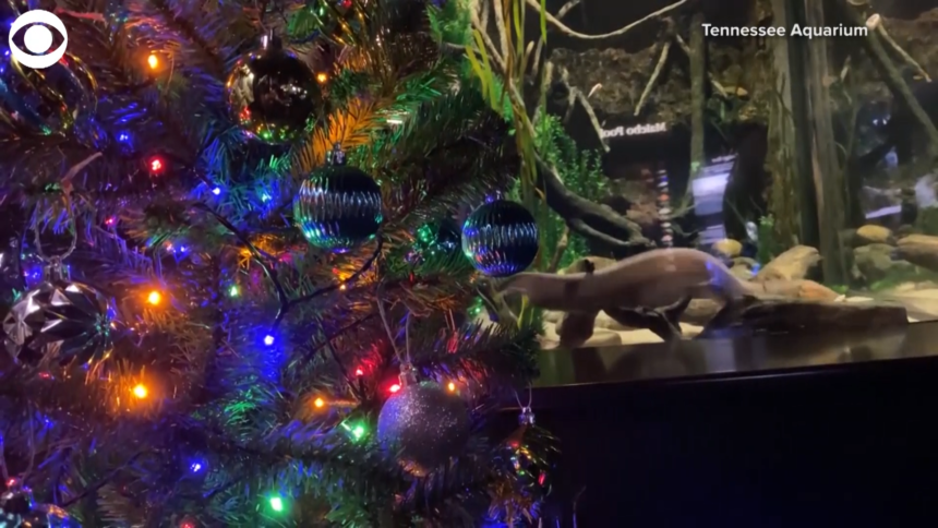 eel lights up christmas tree still