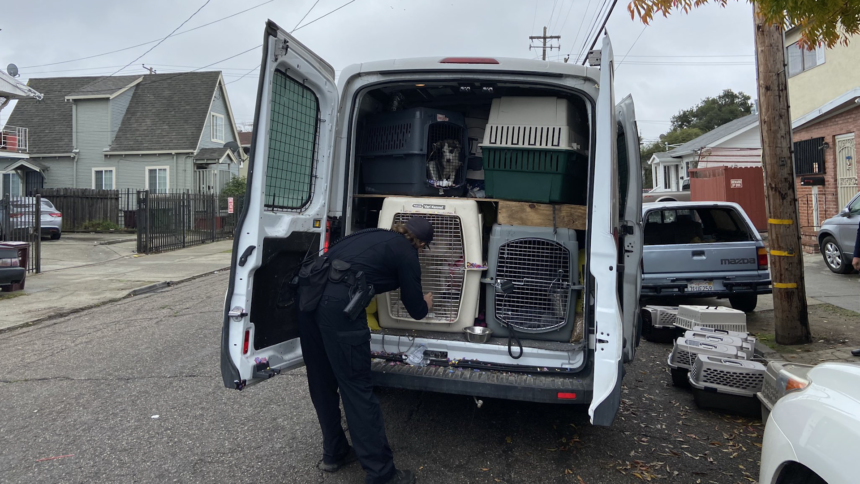 stolen dog van fremont