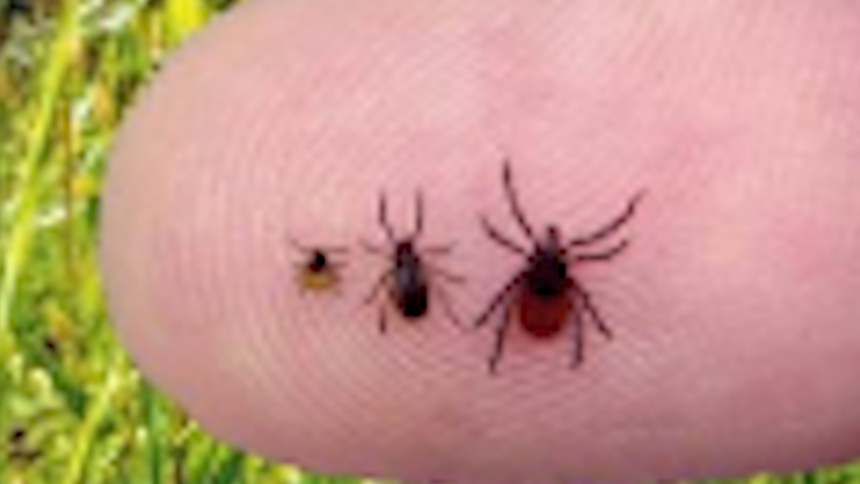 western black legged ticks