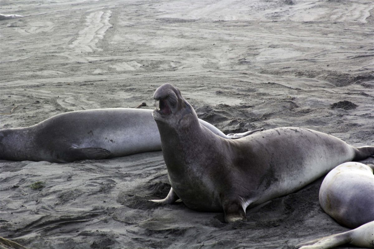 A photo of a similar elephant seal taken in December 2014