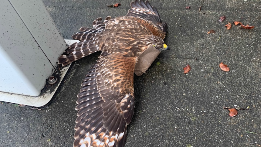 hawk stuck to mouse trap