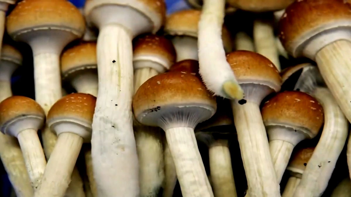 Santa Cruz decriminalizes magic mushrooms KION546