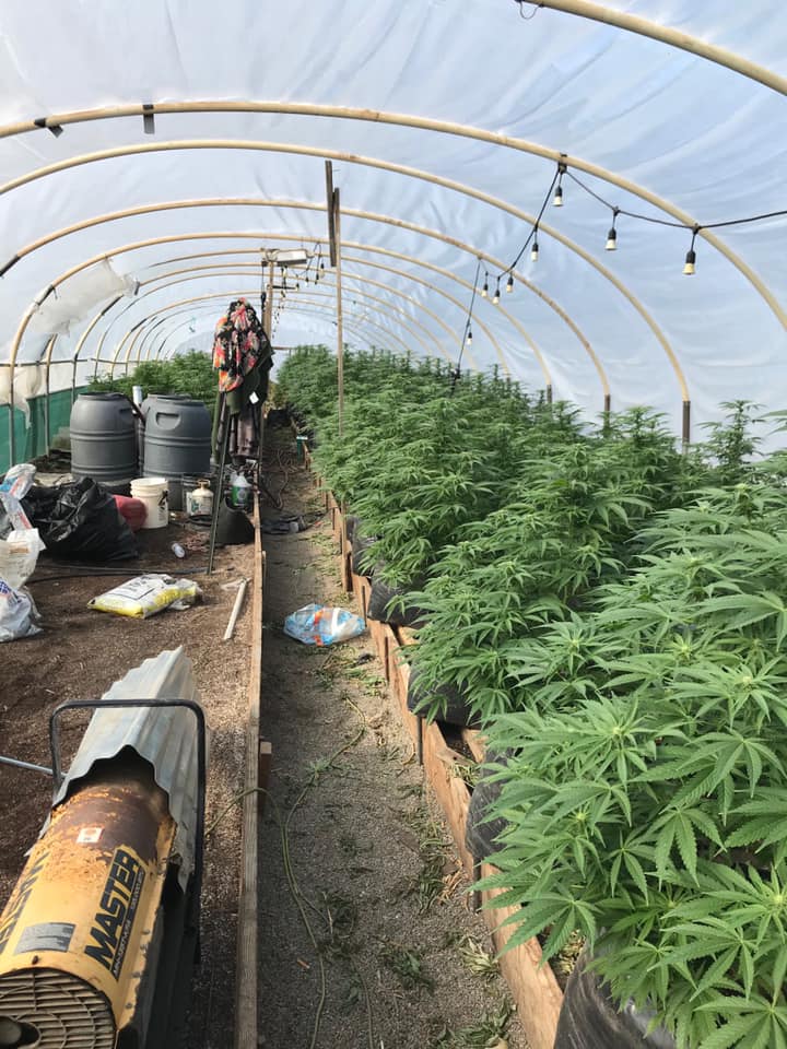 san benito county illegal marijuana grow