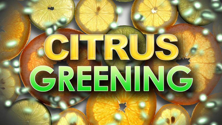 citrus greening