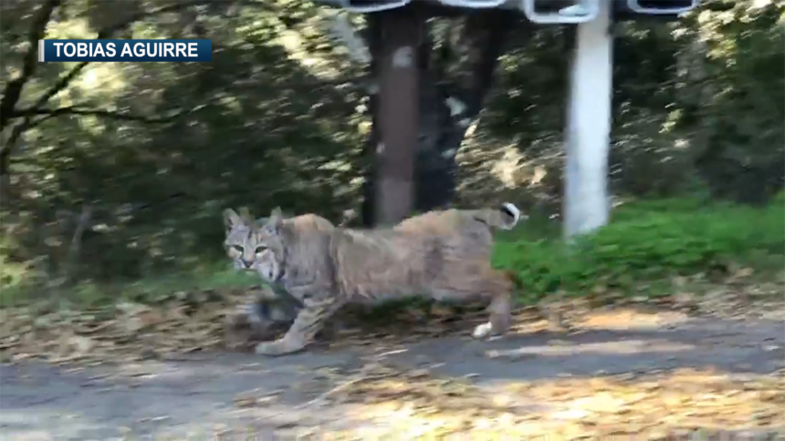 Bobcat – Pajarito Environmental Education Center