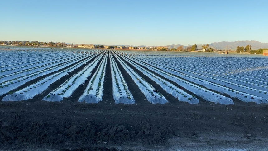 salinas fields