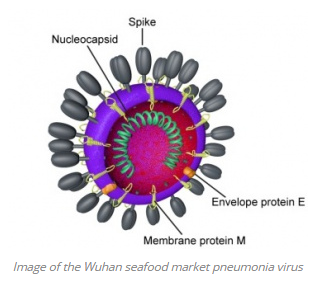 wuhan coronavirus ucsc genome