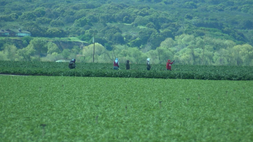 farm workers