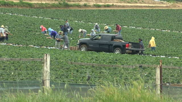 Farm workers