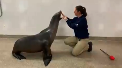 cruz the sea lion