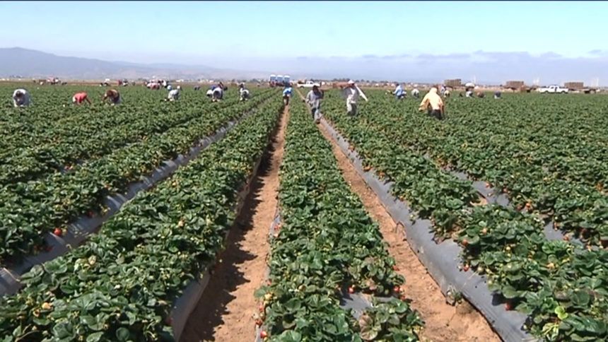County officials: 25% of COVID-19 cases in Monterey County come from agriculture industry