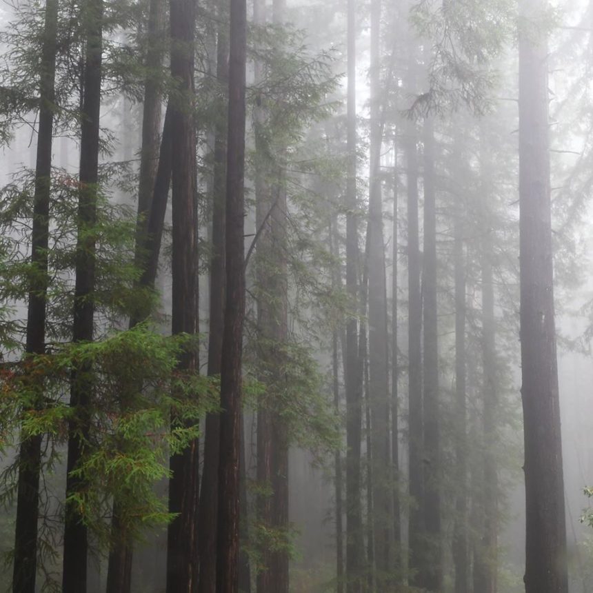 henry cowell redwoods state park