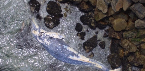 west cliff gray whale