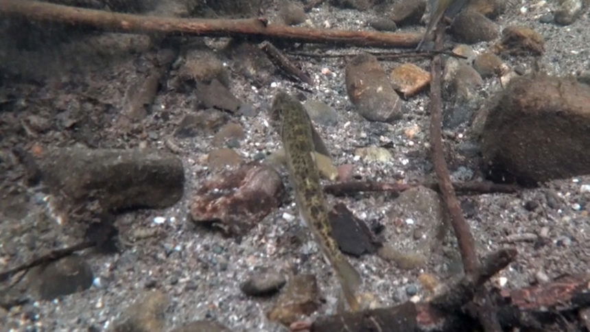 Steelhead Trout in San Benito River