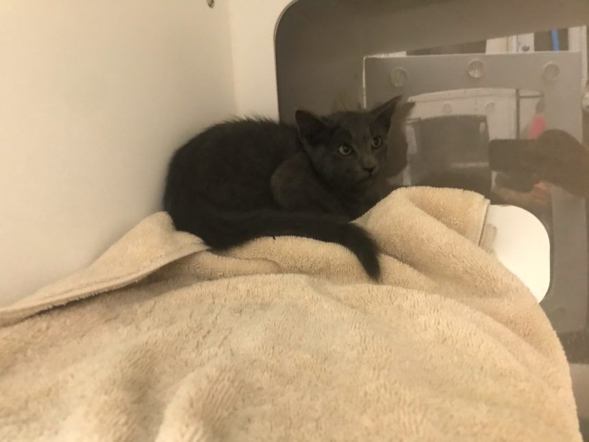 Cat saved from Highway 1