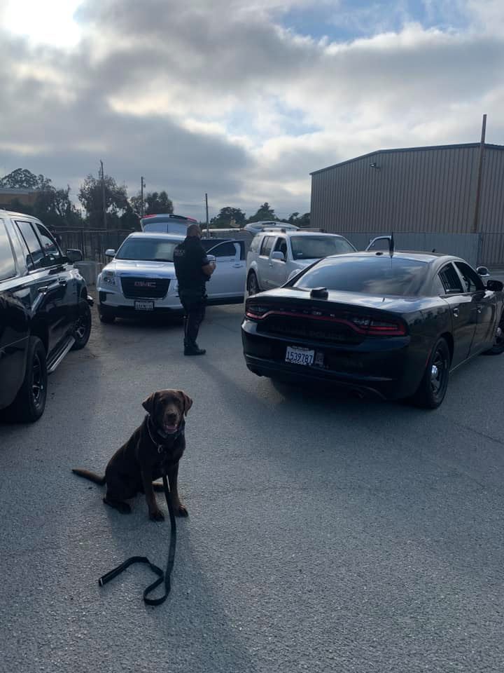 k9 oakley gun arrest