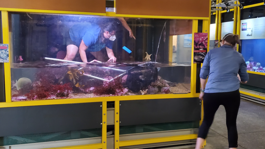 Monterey Bay Aquarium takes in marine animals evacuated from Santa