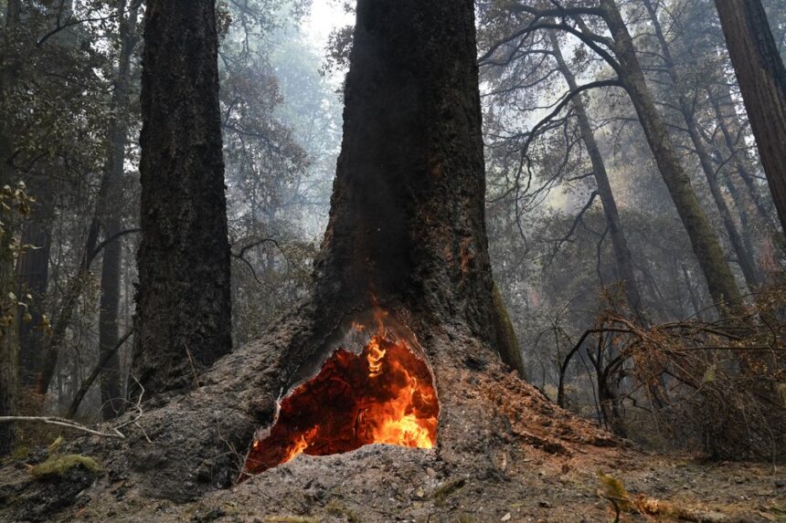 big basin redwoods ap