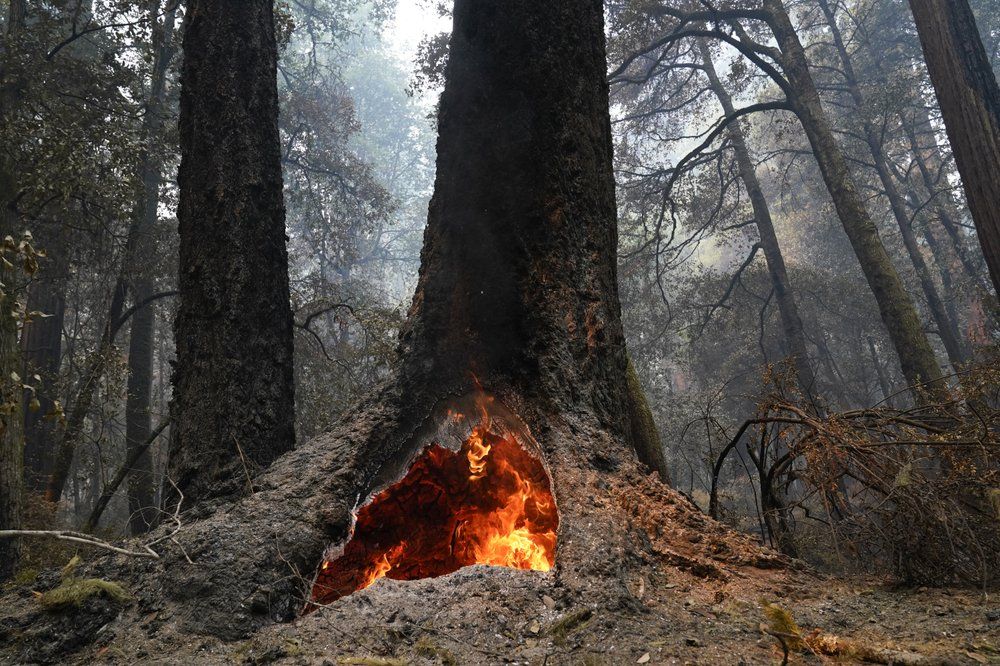 Fire burns in the hollow of an old-growth redwood tree in Big Basin Redwoods State Park, Calif., Monday, Aug. 24, 2020. The CZU Lightning Complex wildfire tore through the park but most of the redwoods, some as old as 2,000 years, were still standing.