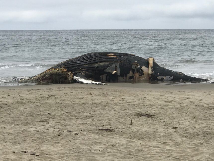 whale on rio del mar beach