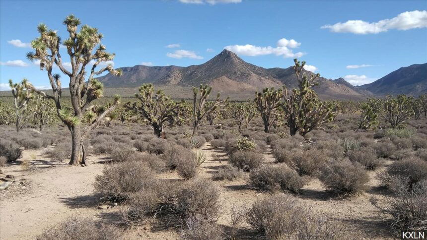 joshua tree