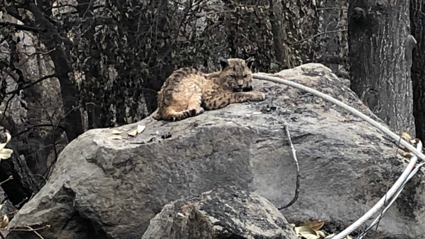 bobcat santa cruz mountains czu