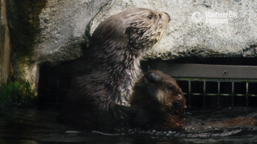 sea otter surrogates