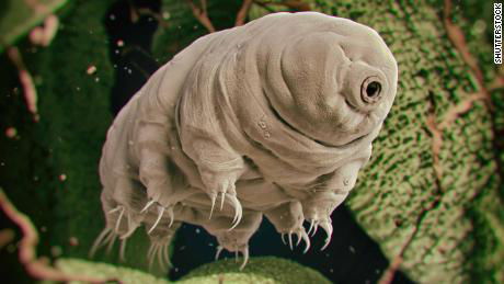 190807144622-01-tardigrade-stock-large-169