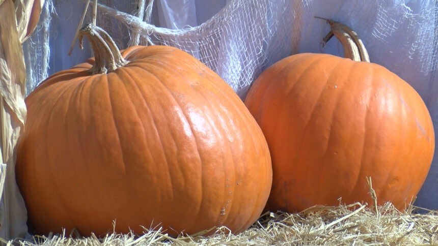 Halloween Pumpkins