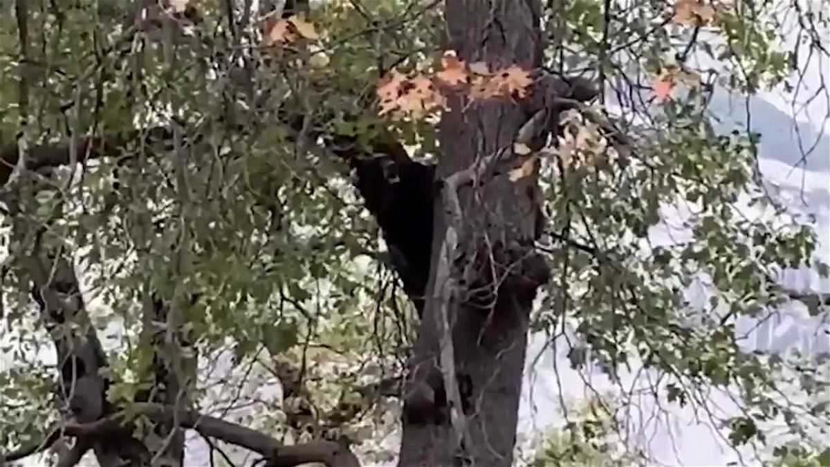 Bear at Yosemite National Park shows off his voice