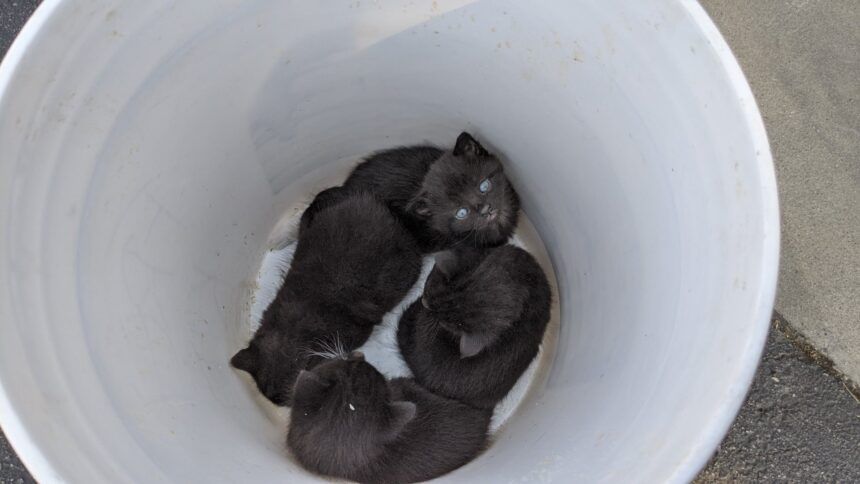 castroville kittens found