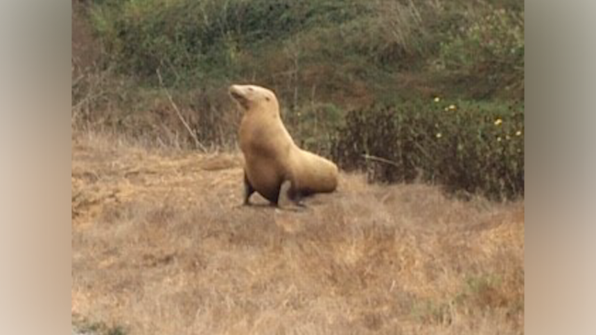 elkhorn slough sea lion 3