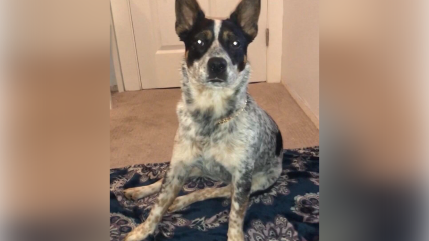 kaia missing dog slo