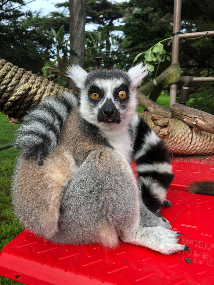 maki the lemur kpix