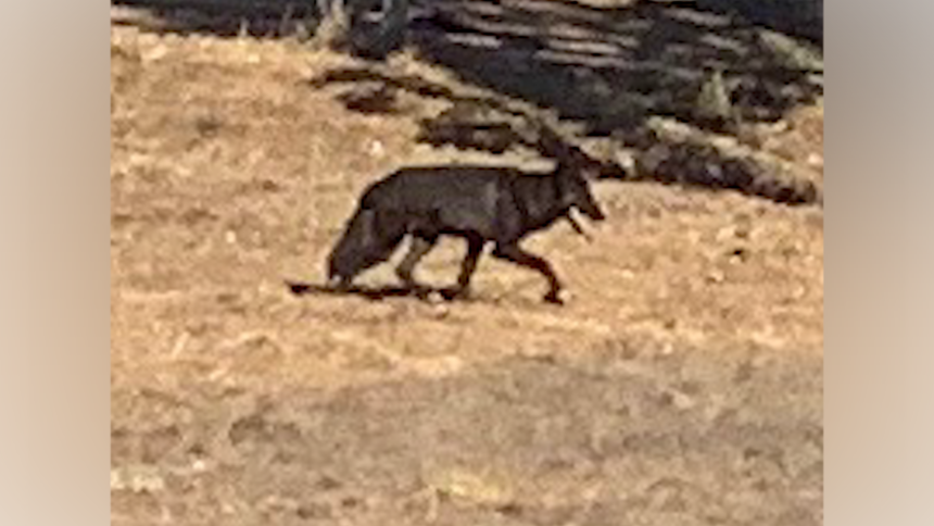 wolf coyote dog hybrid