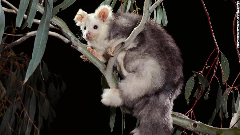 201109005537-greater-glider-australia-file-restricted-exlarge-169