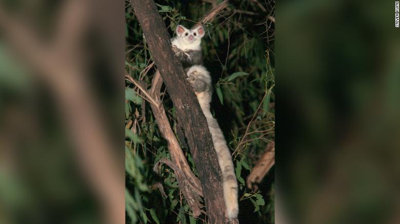 201109131520-greater-glider-species-exlarge-169