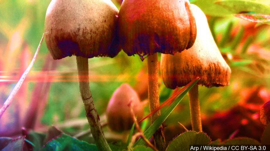magic mushrooms psychadelic