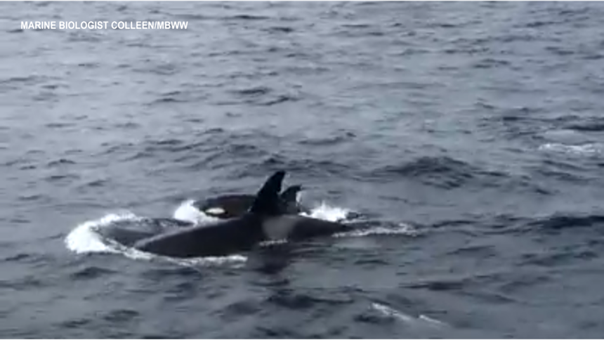 ORCA CALF WHALE WATCH STILL