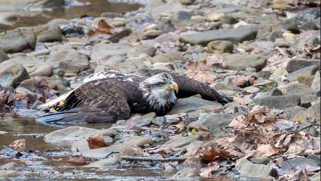 Kentucky Bald Eagle Rescued