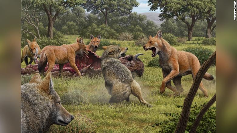 210113075712-restricted-dire-wolf-intl-scli-gbr-exlarge-169