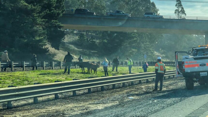 loose cows stolen car pursuit santa cruz county