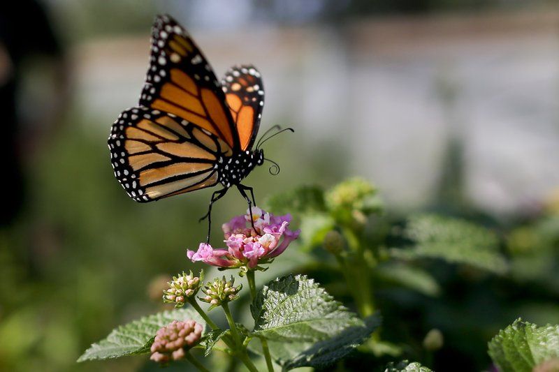 This Aug. 19, 2015, file photo, shows a monarch butterfly in Vista, Calif. The number of western monarch butterflies wintering along the California coast has plummeted to a new record low, putting the orange-and-black insects closer to extinction, researchers announced Tuesday, Jan. 19, 2021. A recent count by the Xerces Society recorded fewer than 2,000 butterflies, a massive decline from the millions of monarchs that in 1980s clustered in trees from Marin County to San Diego County.