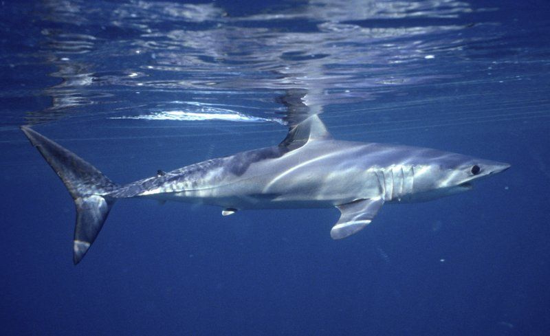 This 2001 photo provided by Dr. Greg Skomal shows a shortfin mako shark off the coast of Massachusetts. In a study published on Wednesday, Jan. 27, 2021, researchers found the abundance of oceanic sharks and rays has dropped more than 70% between 1970 and 2018.