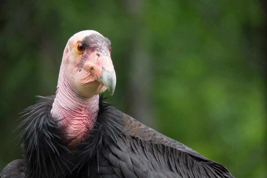 Discovery of baby condor presents hope for the species' return to the ...